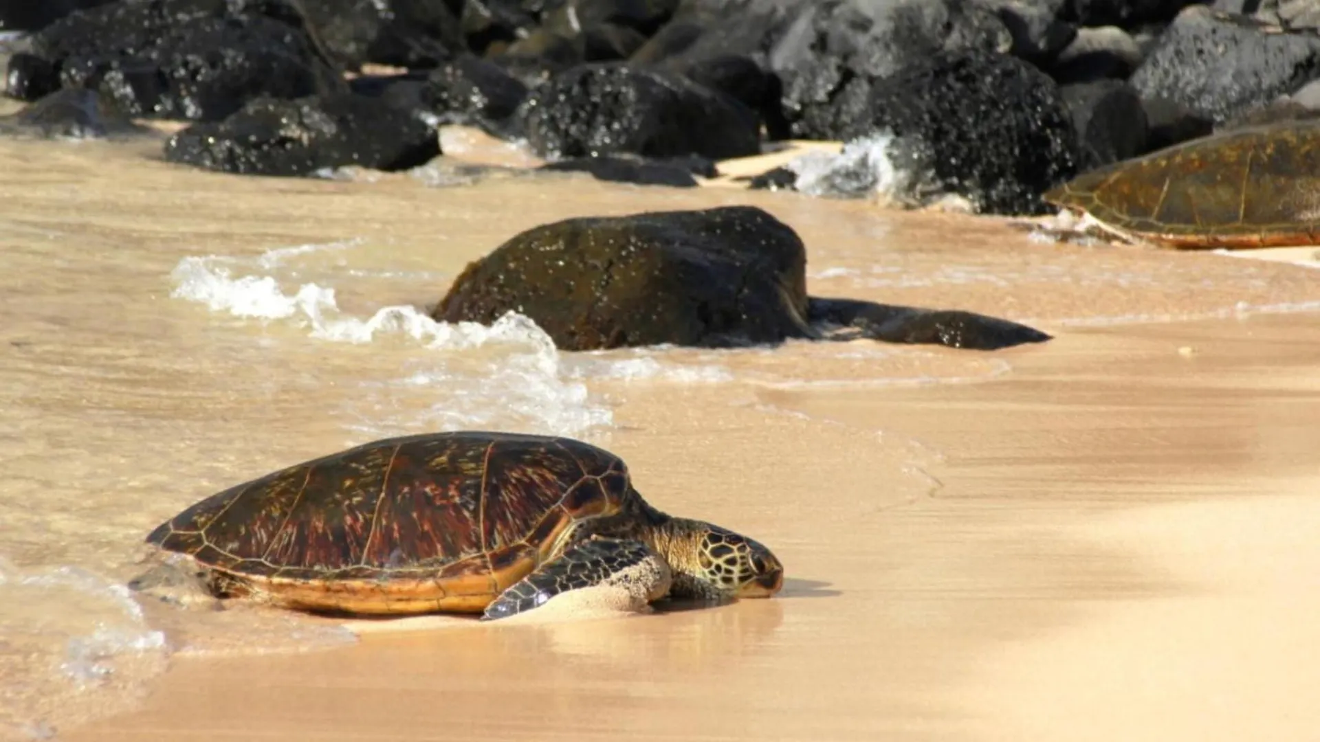 別荘 Wailea Ekolu 504ヴィラ 米国